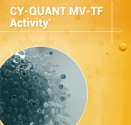 CY-QUANT MV-TF Attività per stadio